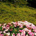 合歡東峰   高山杜鵑