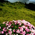 合歡東峰   高山杜鵑