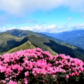 合歡東峰   高山杜鵑