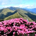 合歡東峰   高山杜鵑