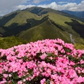 合歡東峰   高山杜鵑