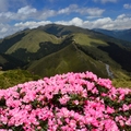 合歡東峰   高山杜鵑