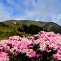 合歡東峰   高山杜鵑