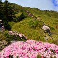 合歡東峰   高山杜鵑