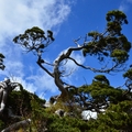 合歡東峰   高山杜鵑