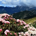 合歡東峰   高山杜鵑