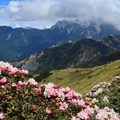 合歡東峰   高山杜鵑