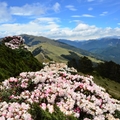 合歡東峰   高山杜鵑