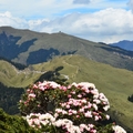 合歡東峰   高山杜鵑