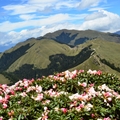 合歡東峰   高山杜鵑