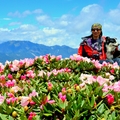 合歡東峰   高山杜鵑