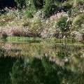 夢幻湖－七星公園－冷水坑。賞芒