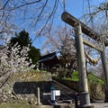 日本烏帽子山公園千本櫻