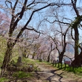 日本烏帽子山公園千本櫻