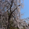 日本烏帽子山公園千本櫻