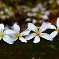 桃園虎頭山賞桐花