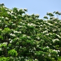 桃園虎頭山賞桐花