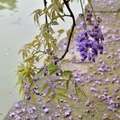 桃園龜山》紫藤＆流蘇
