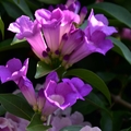 紫色垂瀑~蒜香藤