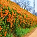 2019銅鑼炮仗花牆