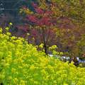 再訪草坪頭　油菜花＋水池倒影