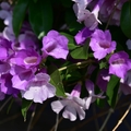 紫色垂瀑~蒜香藤