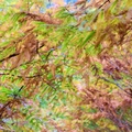 杉林溪水杉與楓紅