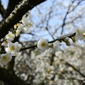 信義土場梅園