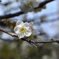 信義土場梅園