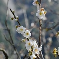 信義土場梅園