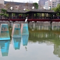 新竹公園》河津櫻