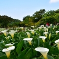 竹子湖海芋&楓紅