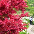 竹子湖海芋&楓紅