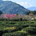 草坪頭玉山觀光茶園美景如畫