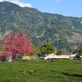 草坪頭玉山觀光茶園美景如畫