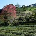 草坪頭玉山觀光茶園美景如畫