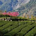 草坪頭玉山觀光茶園美景如畫