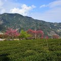 草坪頭玉山觀光茶園美景如畫