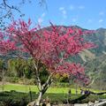 草坪頭玉山觀光茶園美景如畫