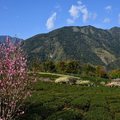 草坪頭玉山觀光茶園美景如畫