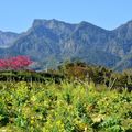 草坪頭玉山觀光茶園美景如畫