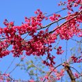 草坪頭玉山觀光茶園美景如畫