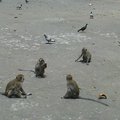 many monkeys ...