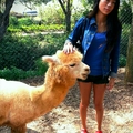 Happy with alpaca again!