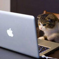 阿貓看電腦