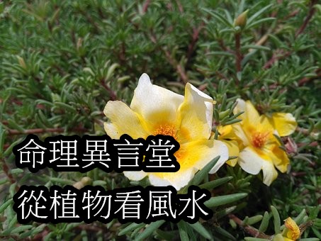 從植物看風水