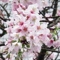 阿里山櫻花外拍 - 1
