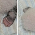熊貓寶寶小爪子
