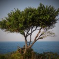 12.29 小琉球捕捉美景-小樹與海
