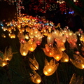 溫哥華植物園燈節